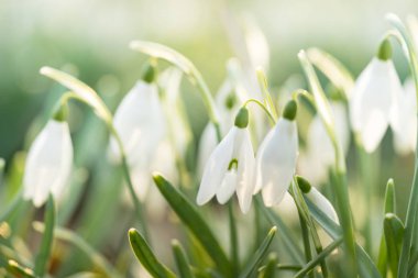 Güneş ışığında bokeh arka planda orman ile ayakta snowbells closeup