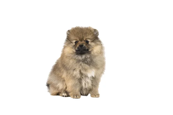 Small Pomeranian puppy sitting isolated on a white background — Stock Photo, Image