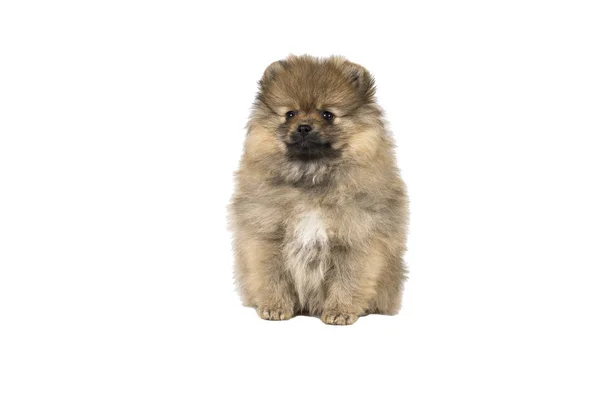 흰색 배경에 고립 된 작은 Pomeranian 강아지 앉아 — 스톡 사진