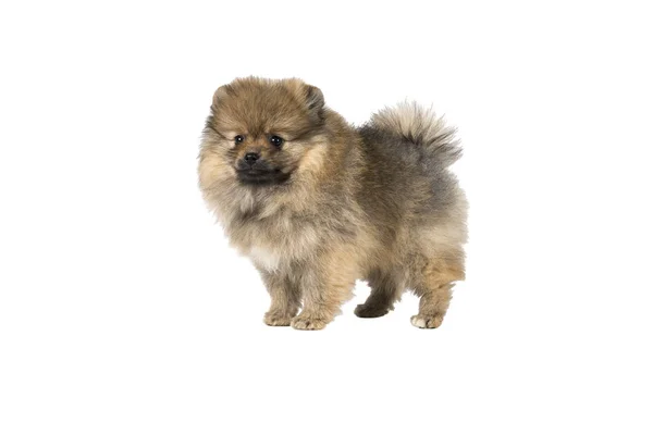 Small Pomeranian puppy standing isolated on a white background — Stock Photo, Image