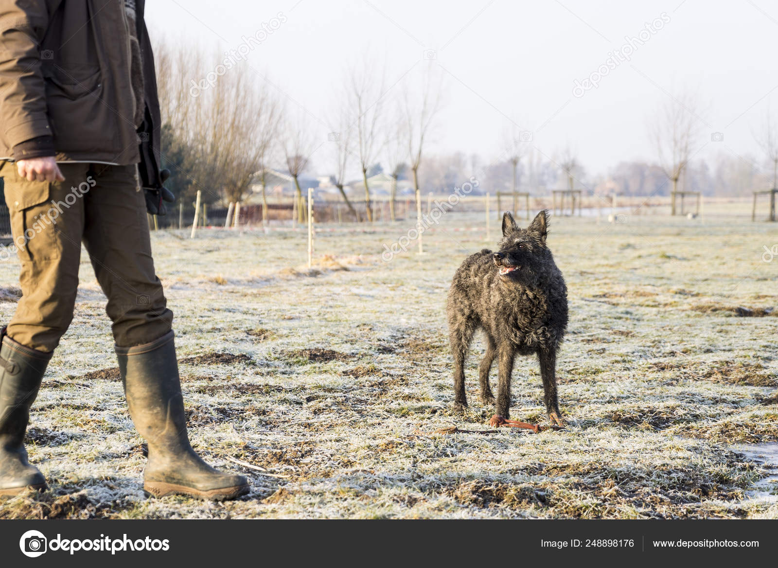 wire haired shepherd