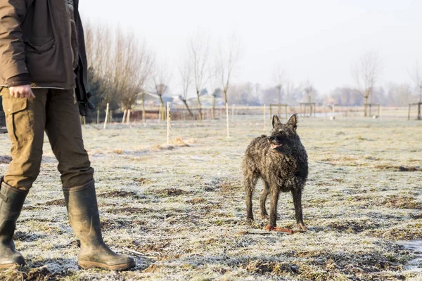 Dutch wire-haired shepherd dog waiting on a command from trainer on a winter day