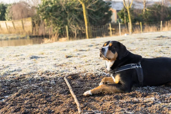 Großer Schweizer Sennenhund wartet an einem Wintertag auf Befehl seines Trainers — Stockfoto