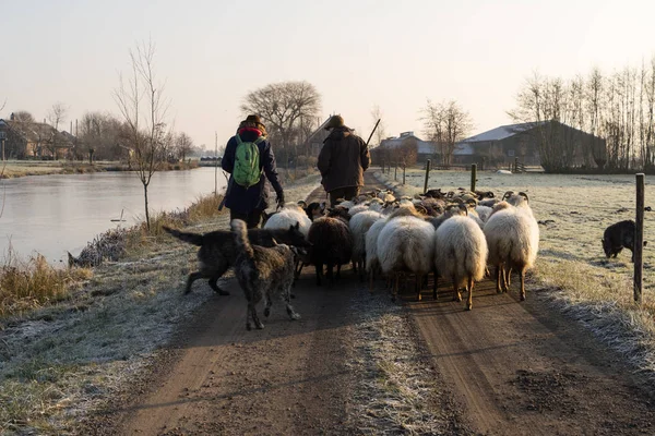 Widok z tyłu stada owiec z pasterzy w zimowym słońcu — Zdjęcie stockowe
