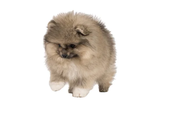 Small Pomeranian puppy standing isolated on a white background — Stock Photo, Image