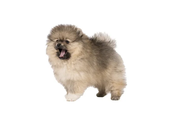 Pequeño cachorro de Pomerania de pie aislado sobre un fondo blanco ladrando — Foto de Stock