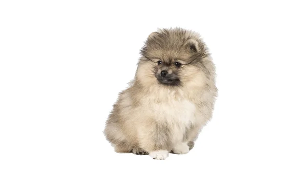 Pequeno cachorro da Pomerânia em pé isolado em um fundo branco — Fotografia de Stock