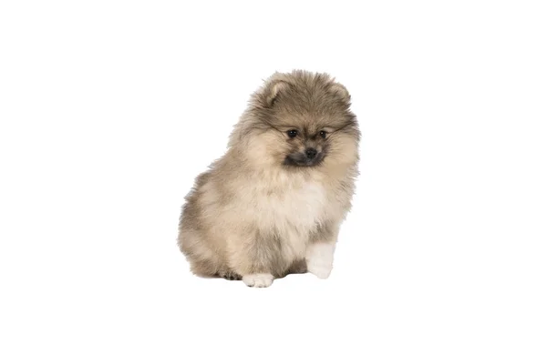 Small Pomeranian puppy standing isolated on a white background — Stock Photo, Image