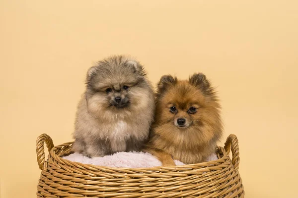 Two small Pomeranian puppies sitting in a basket with a beige background — Stock Photo, Image