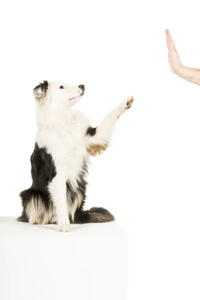 Australian Shepherd cão em fundo branco dando um alto cinco — Fotografia de Stock