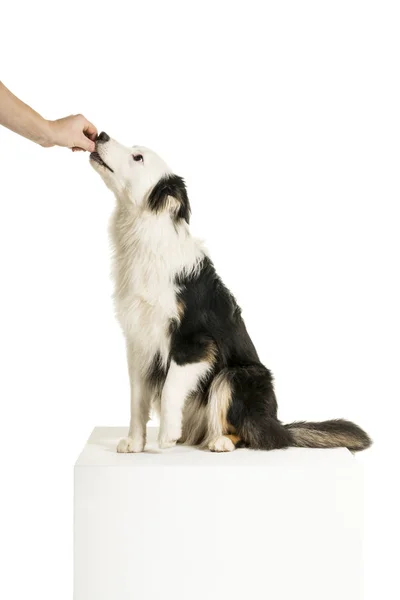 Australian Shepherd cão em fundo branco recieving um deleite — Fotografia de Stock