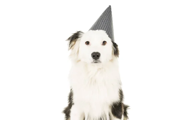 Avustralya çoban köpeği doğum günü şapkası ile beyaz arka plan