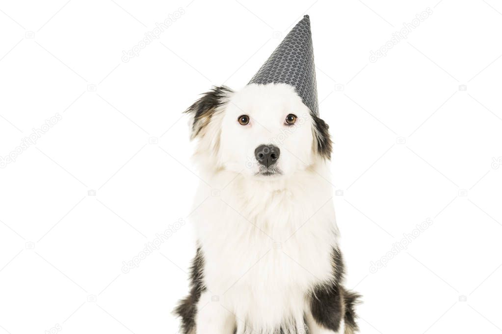 Australian Shepherd dog in white background with a birthday hat