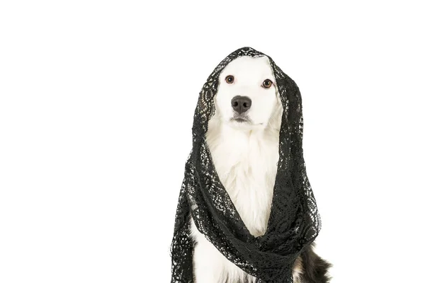 Australian Shepherd dog in white background wearing a black veil — Stock Photo, Image