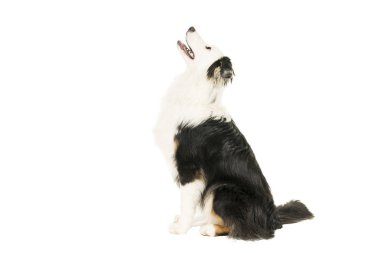 Yana doğru bakarken oturan beyaz arka planda Avustralya çoban köpeği