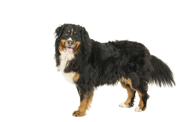 Berner Sennen Mountain dog standing looking up isolated on a white background — Stock Photo, Image