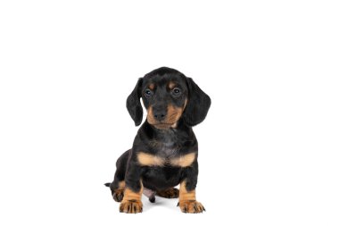 Beyaz bir arka planda izole edilmiş siyah ve kahverengi bir dachshund yavrusunun portresi