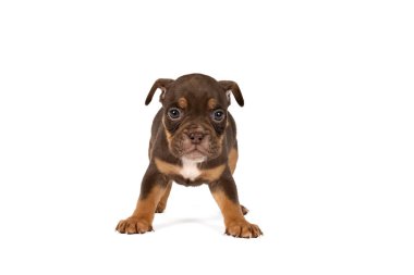 Beyaz arka planda izole bir şekilde duran eski bir İngiliz Bulldog köpeğinin portresi.