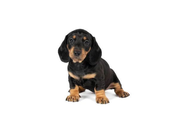 Portrait Black Tan Dachshund Pup Standing Isolated White Background — Stock Photo, Image