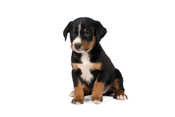 Portret Van Een Appenzeller Mountain Sennen Hondenpup Zit Geïsoleerd Tegen — Stockfoto