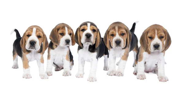 Panorama Cinque Cuccioli Cane Beagle Piedi Seduti Isolati Uno Sfondo — Foto Stock