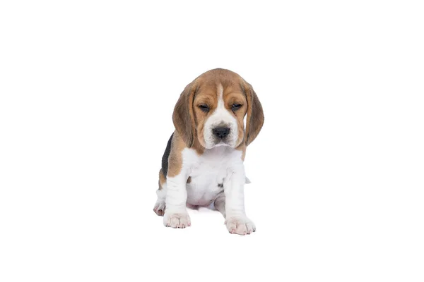 Ένα Πορτρέτο Ενός Κουταβιού Beagle Κάθεται Απομονωμένο Ένα Λευκό Φόντο — Φωτογραφία Αρχείου