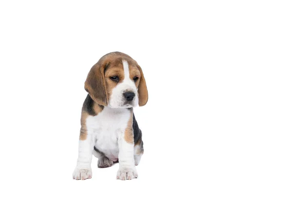 Portrait Beagle Dog Pup Sitting Isolated White Background — Stock Photo, Image