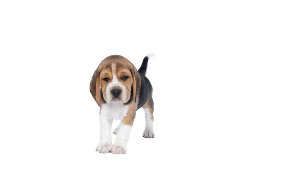 Portrait Beagle Dog Pup Standing Isolated White Background — Stock Photo, Image