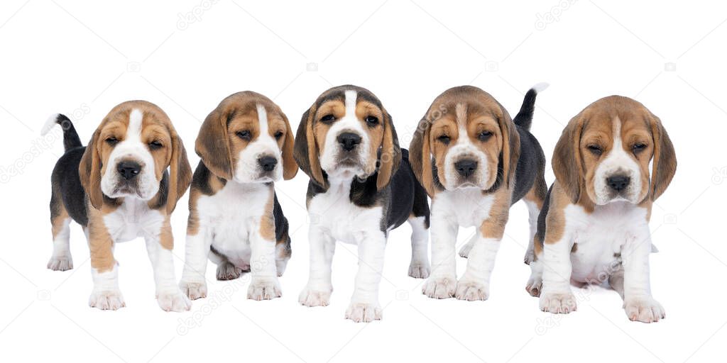 Panorama of five beagle dog pups standing and sitting isolated against a white background