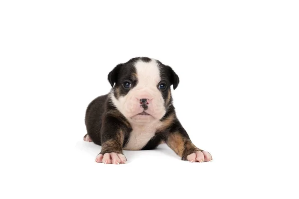 Portrait Three Weeks Old Old English Bulldog Puppy Lying Isolated — Stock Photo, Image