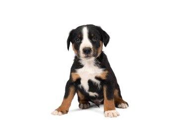 Appenzeller Dağı 'nın portresi Sennen Köpek yavrusu beyaz bir arkaplanda tek başına oturuyor.