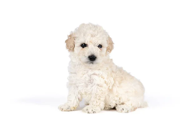 Ένα Μικρό Σκυλάκι Μινιατούρα Wth Λευκό Σγουρό Γούνα Λευκό Φόντο — Φωτογραφία Αρχείου