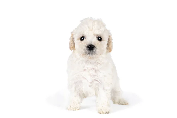 Pequeño Juguete Miniatura Poodle Wth Piel Rizada Blanca Sobre Fondo — Foto de Stock