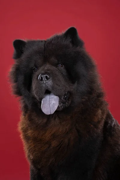 Cão Chinês Preto Chow Chow Com Língua Azul Contra Fundo — Fotografia de Stock