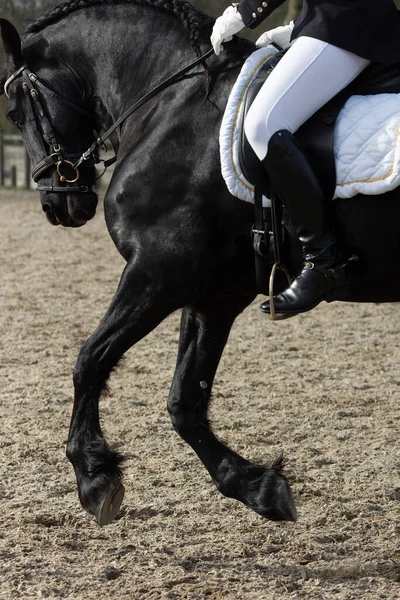 Detail Speciálního Drezurního Plemene Fríský Kůň Černé Lesklou Srstí Koni — Stock fotografie
