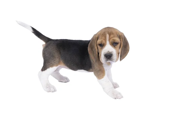 Retrato Cachorro Perro Beagle Pie Aislado Sobre Fondo Blanco — Foto de Stock