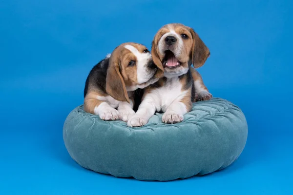 Portrait Two Beagle Dog Pups Lying Blue Cushion Isolated Playing — Stock Photo, Image