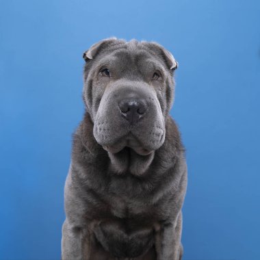 Oturan gri bir Sharpei köpeği mavi arka planda izole edilmiş kameraya bakıyor.