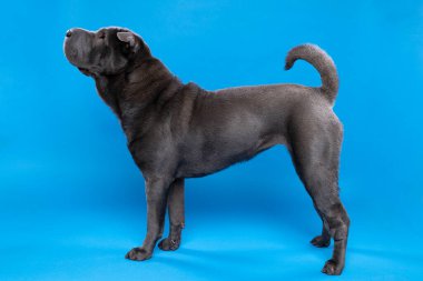 Duran gri bir Sharpei köpeği mavi bir arka planda izole edilmiş kameraya bakıyor.