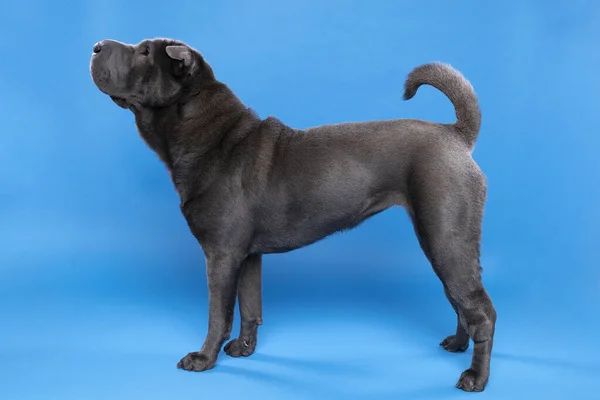 Cão Sharpei Cinza Olhando Para Câmera Isolada Fundo Azul — Fotografia de Stock