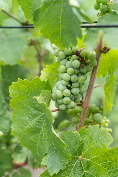 Gröna Omogna Druvor Vinranka Med Blad Vinodling Vitis Vinifera — Stockfoto