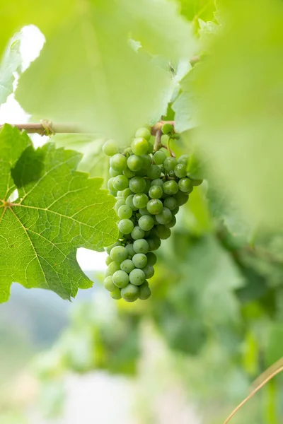 Groene Onrijpe Druiven Een Wijnstok Met Bladeren Een Wijngaard Vitis — Stockfoto