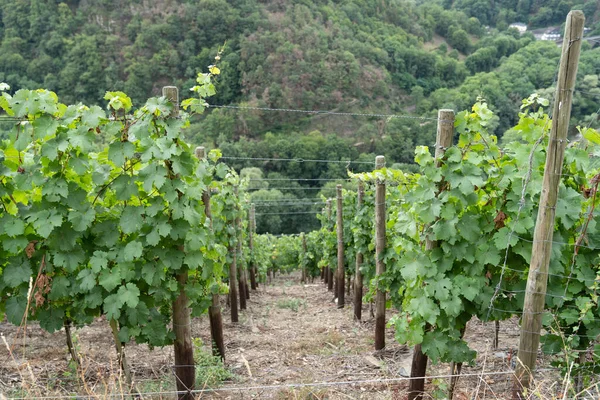 Grüne Unreife Trauben Einer Weinrebe Mit Blättern Weinberg Vitis Vinifera — Stockfoto