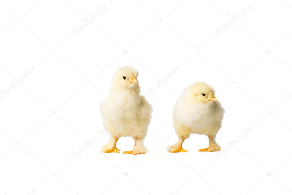 Young fluffy yellow Easter Baby Chickens standing Against White Background