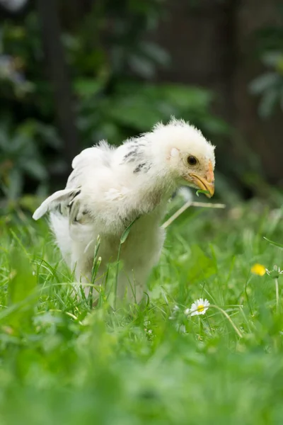 One Young Fluffy Easter Baby Chicken Walking Grass Garden — Stock Photo, Image
