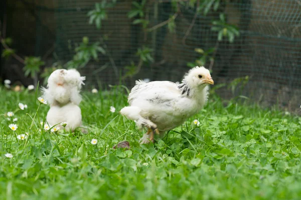Двое Маленьких Пушистых Пасхальных Цыплят Гуляют Траве Саду — стоковое фото