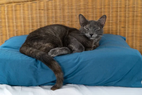 Een Grijsblauwe Russische Kat Met Liggend Slapend Schildpaddenbont Een Blauw — Stockfoto