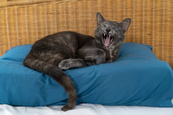Gato Ruso Azul Gris Con Piel Tortuga Acostado Bostezando Una —  Fotos de Stock