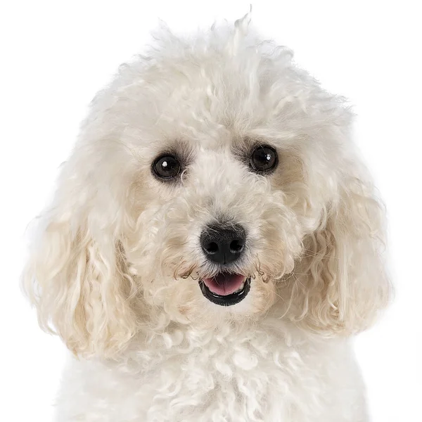 Pequeño Caniche Juguete Miniatura Con Piel Rizada Blanca Sobre Fondo — Foto de Stock