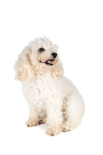 Pequeño Caniche Juguete Miniatura Con Piel Rizada Blanca Sobre Fondo — Foto de Stock